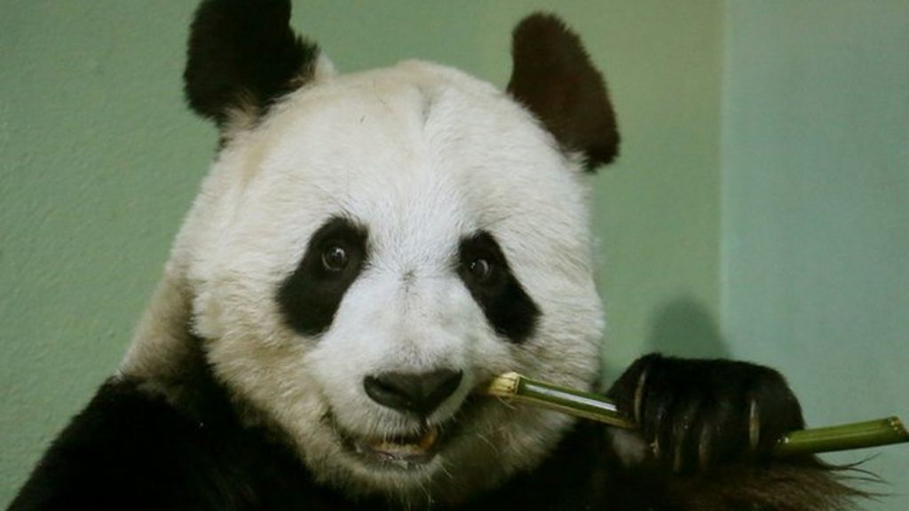 how-do-pandas-survive-on-bamboo-bbc-newsround