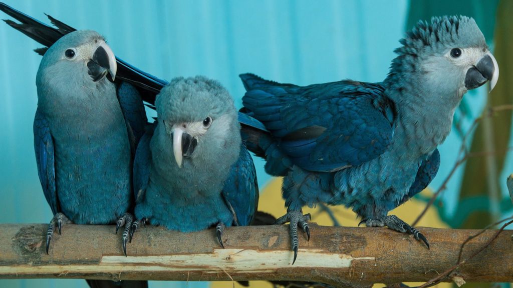 Rare Spix's Macaw seen in Brazil for first time in 15 years - BBC News