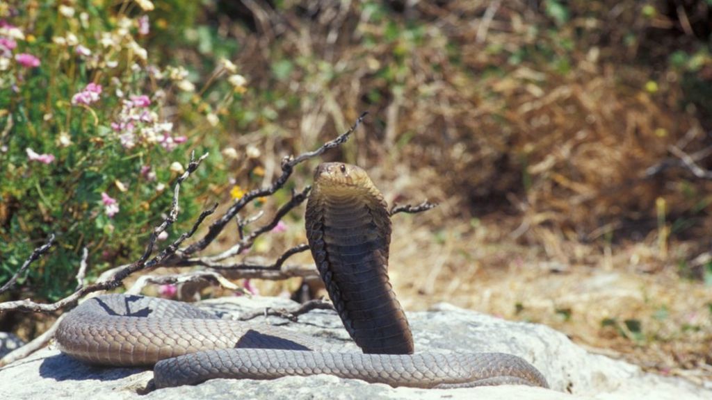 King cobra kept as pet escapes from Florida home - BBC News