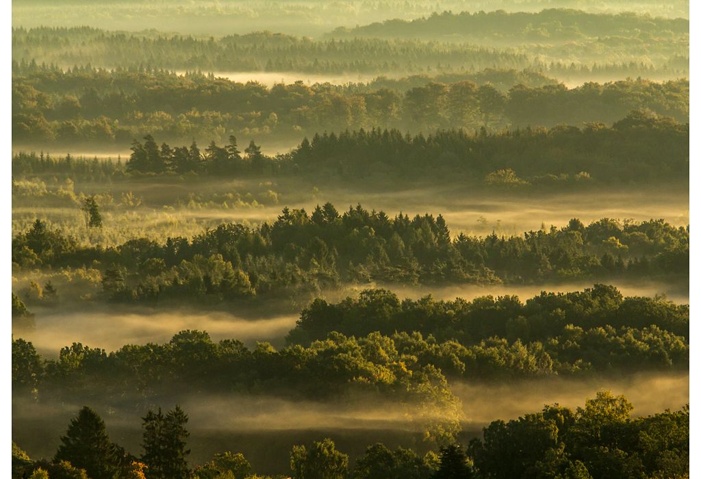 Forest and Mist - Hakan Liljenberg / www.igpoty.com