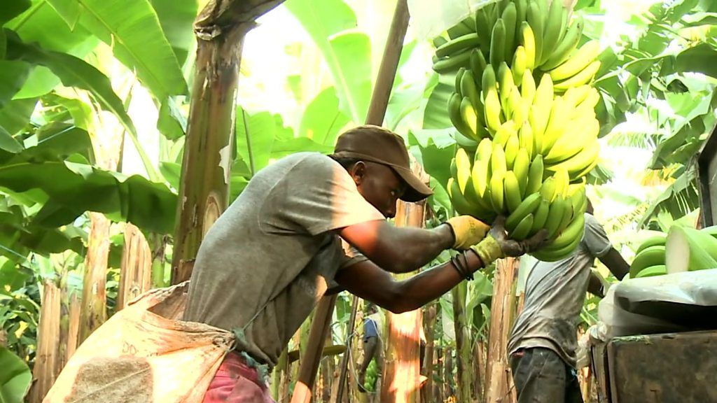 Cultivating Angola's banana crop - BBC News