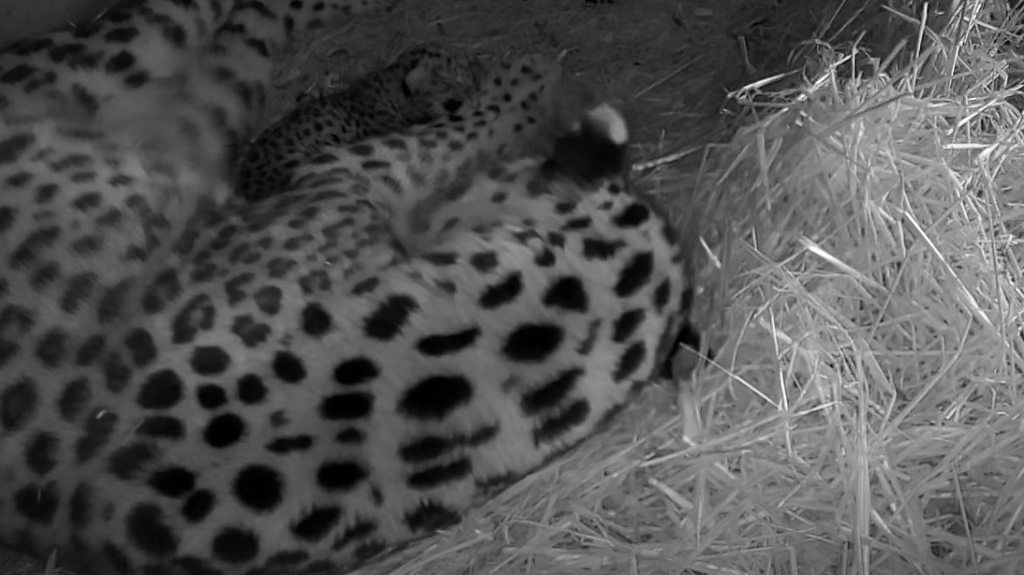 Amur leopard gives birth at Yorkshire Wildlife Park