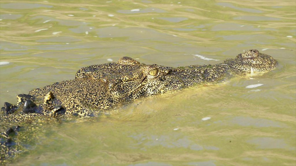 A crocodile in water