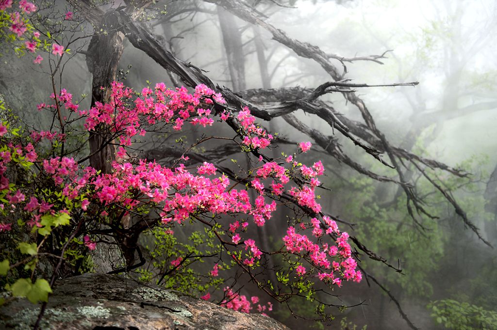 Red in Forest - Cheng Shi / www.igpoty.com