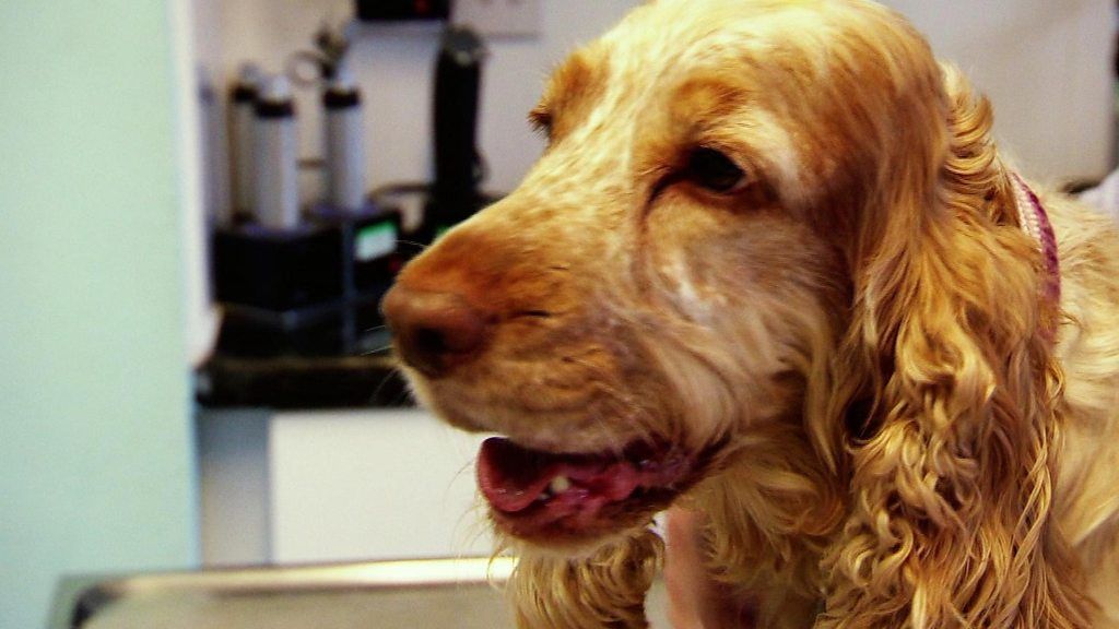 Pets sleeping on your bed growing trend