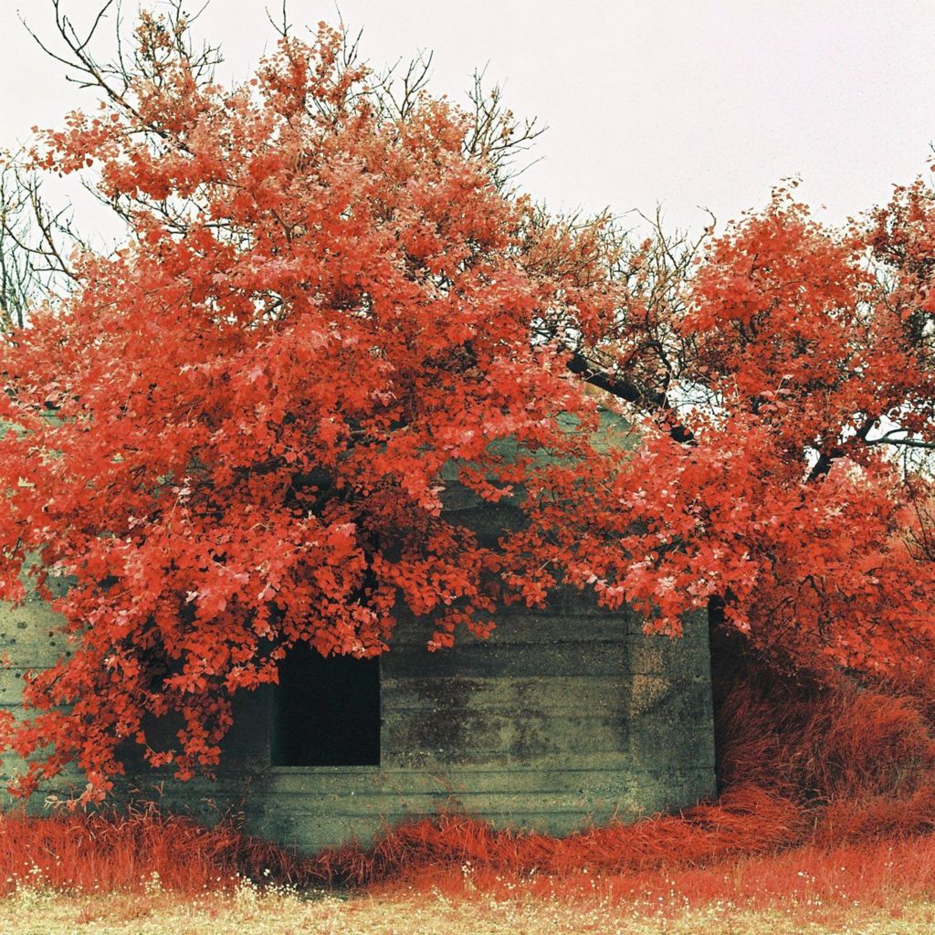 Infrared photograph of a bunker beneath tree branches