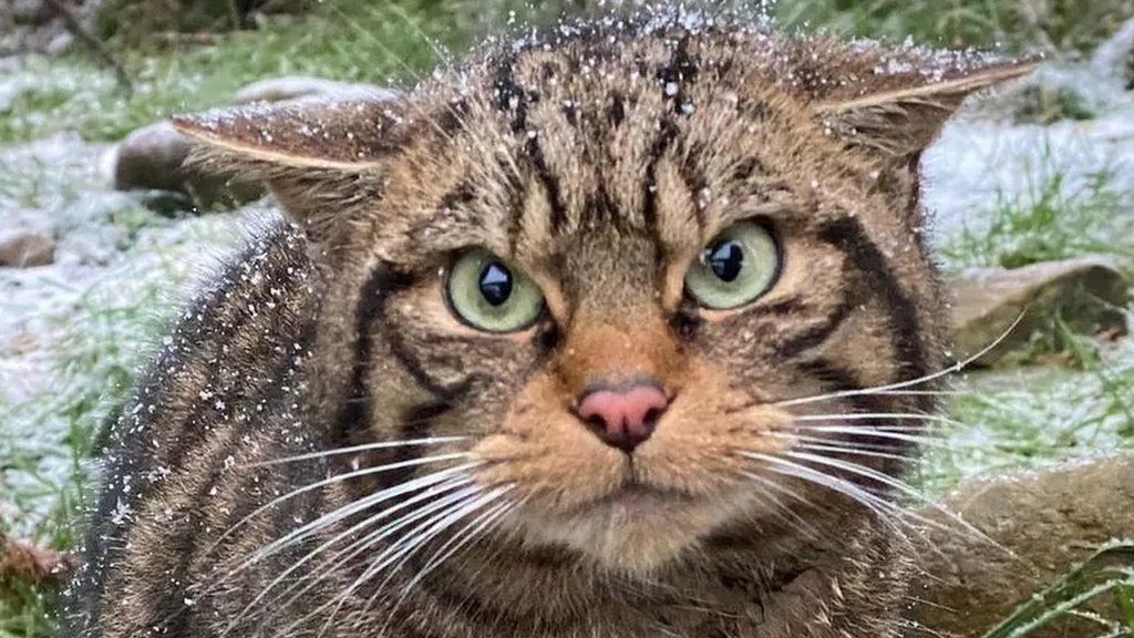 Scottish Wildcats Will Be Released In Country s Largest National Park 