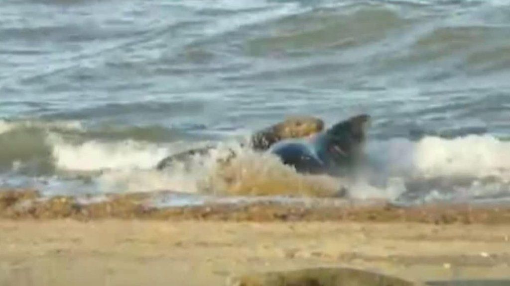 Male grey seals fighting