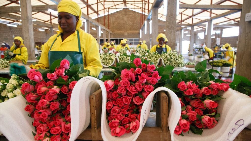 No Bed Of Roses The Kenyan Flower Pickers Fighting Sexual