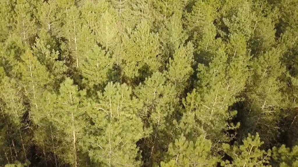 Thetford Forest from above