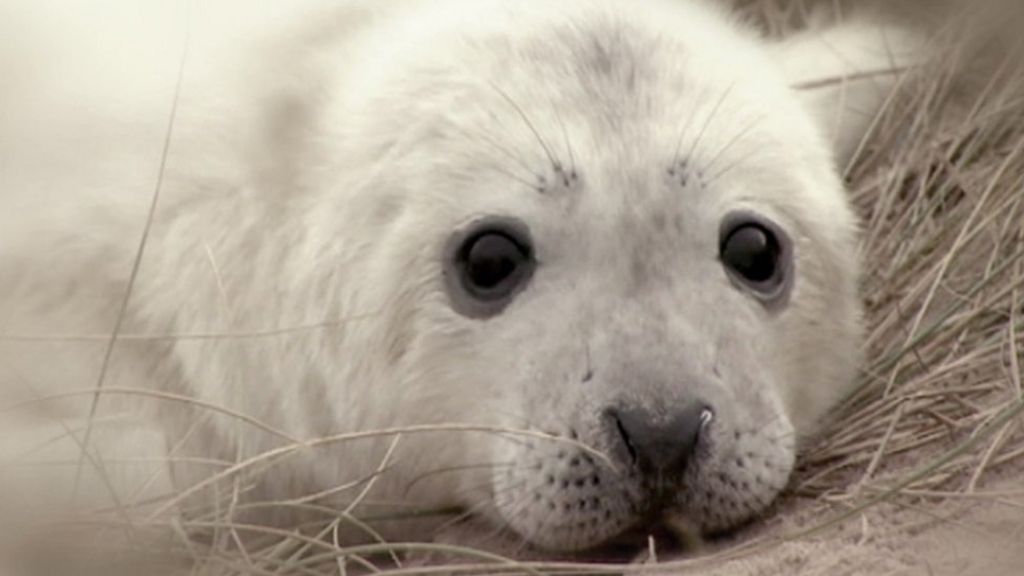 Grey seal gives birth to rare twins in Norfolk - BBC Newsround