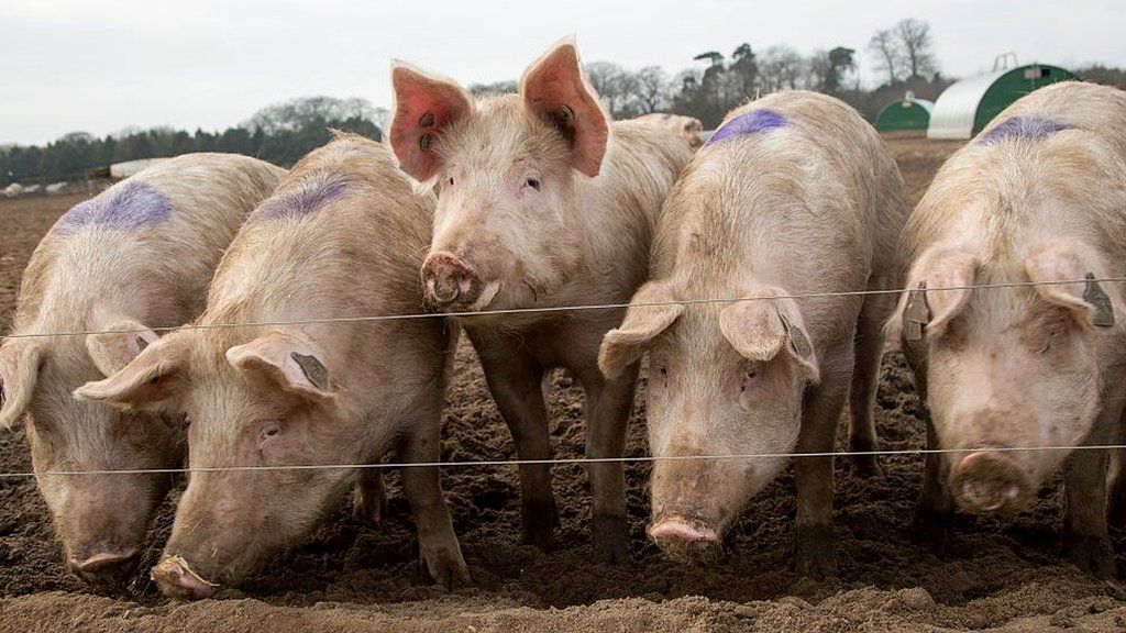 Free range pigs in Suffolk.