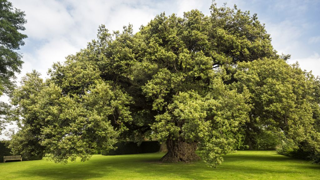 Холм дуб в саду Вестбери Корт в Глостершире