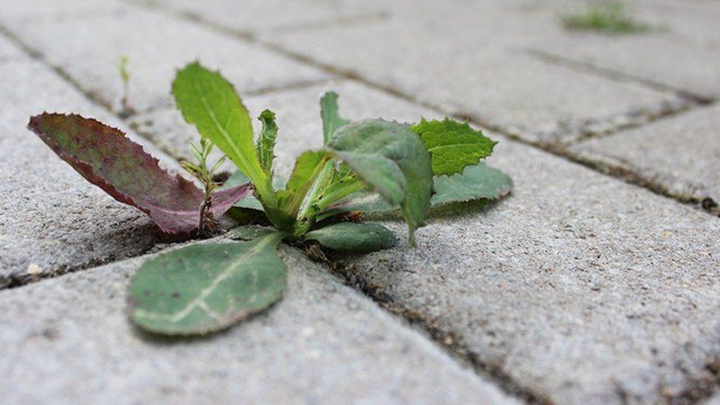 A weed on the pavement