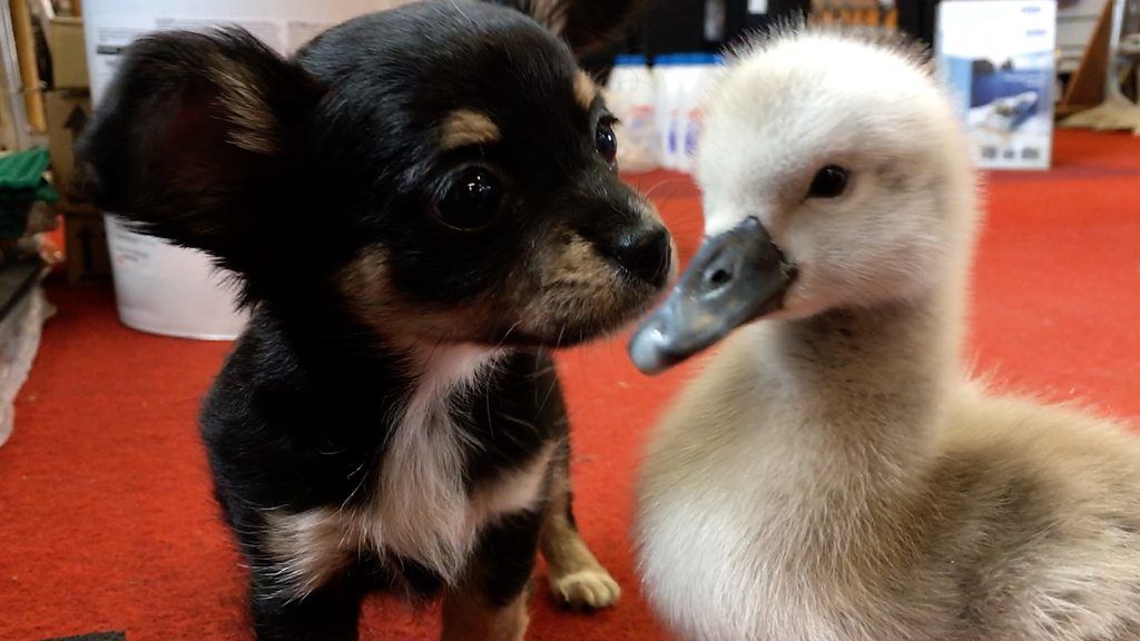 Sidney the cygnet with Jesse the chihuahua