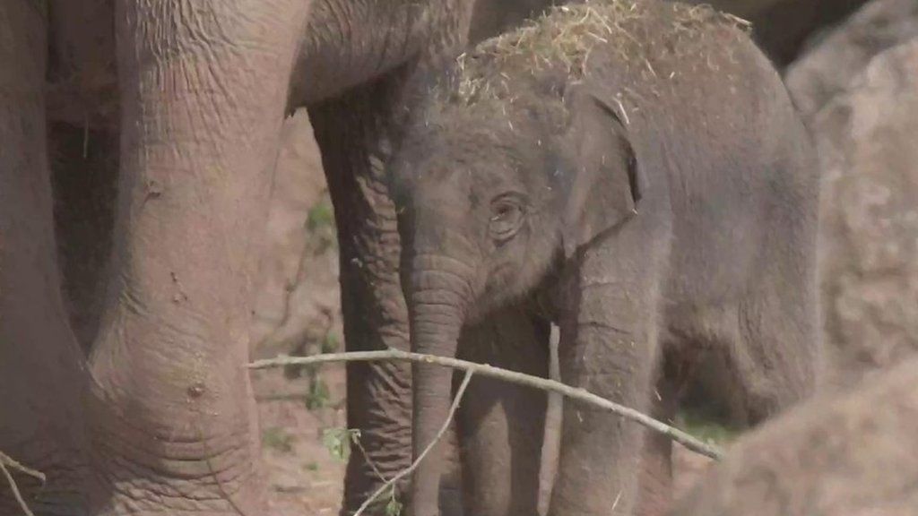 UK Ivory Ban Elephants Protected As New Rules Become Law BBC Newsround    101649479 P067pykw 