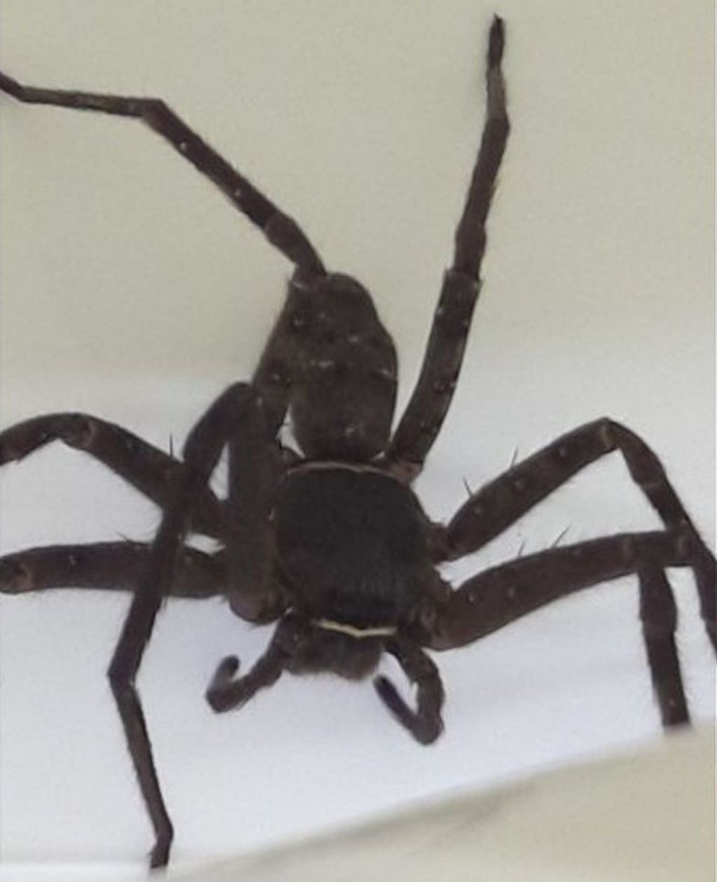 Giant spider found in shipping container in Scotland - BBC News