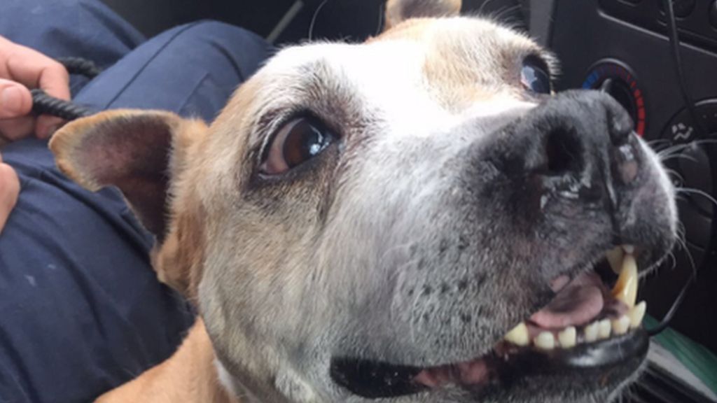 Staffordshire bull terrier April 'blooming' after removal of large tumours