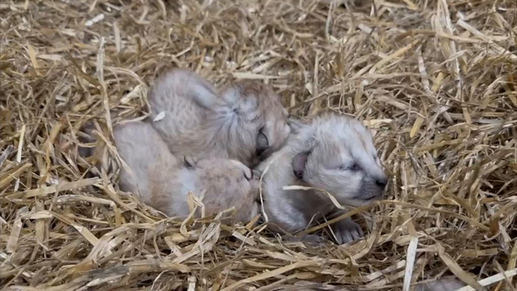 Newborn cheetah cubs