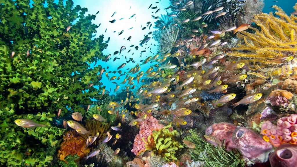 Conservationists In Indonesia Restore 40,000 Square Meters Of Coral ...