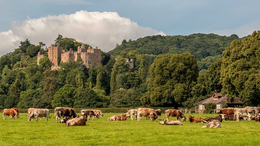 Cows graze in front of Dunster Castle