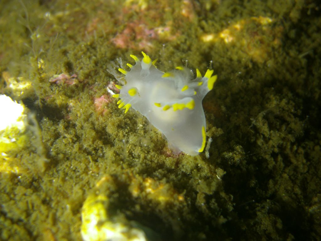Polycera faeroensis sea slug