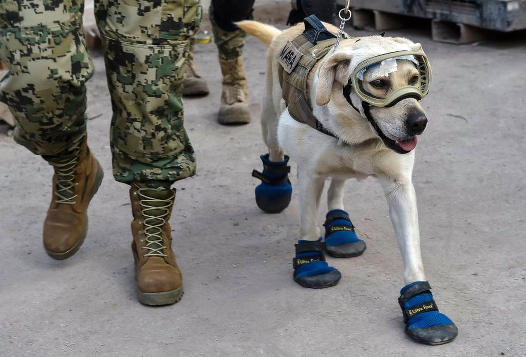 Frida during the earthquake in Mexico City in 2017