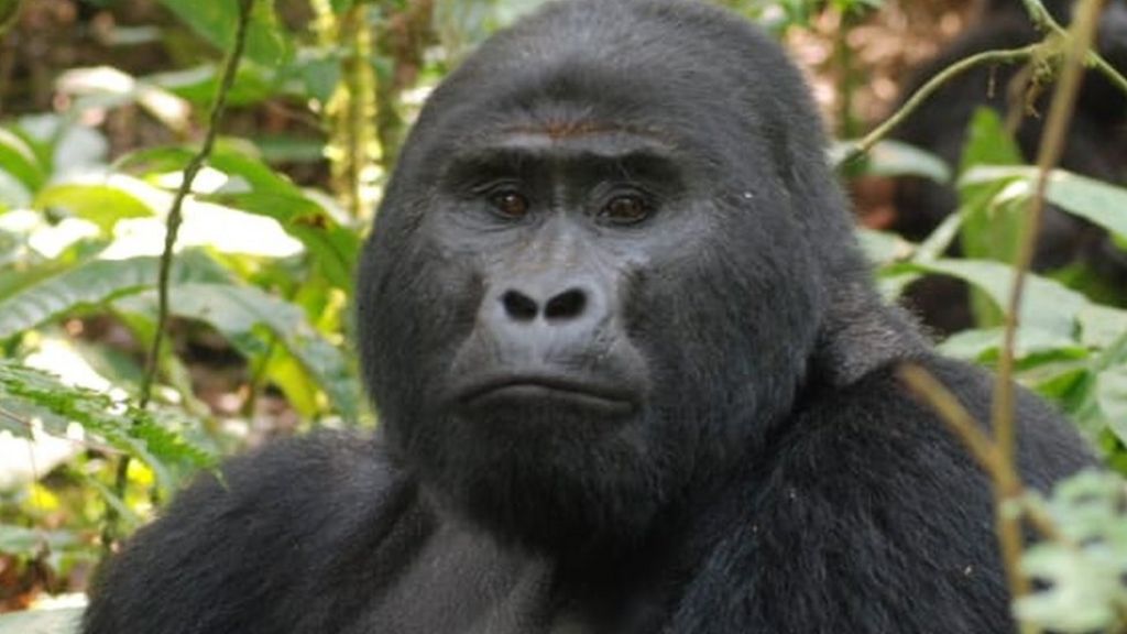 Killer of Rafiki, Uganda's rare silverback mountain gorilla ...