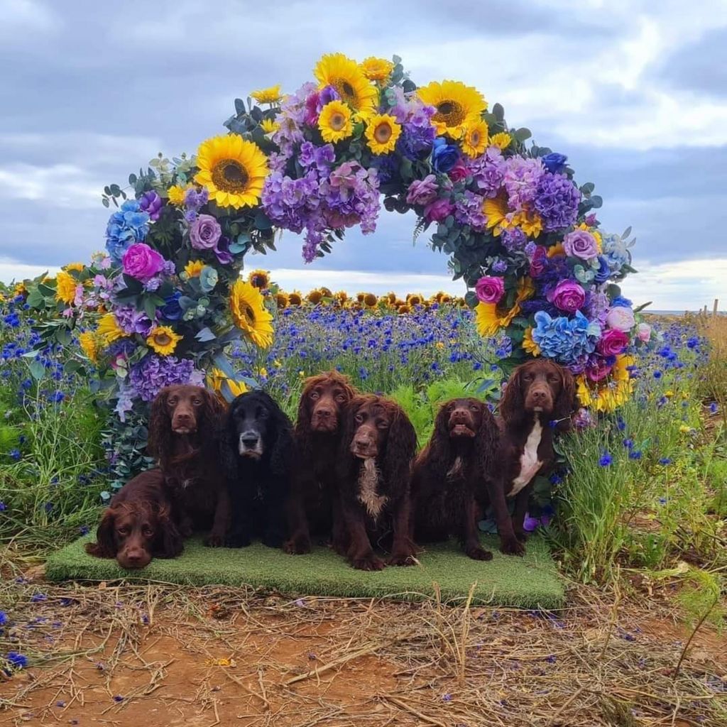 Six dogs under an archway of sunflowers at Rhossili Sunflowers