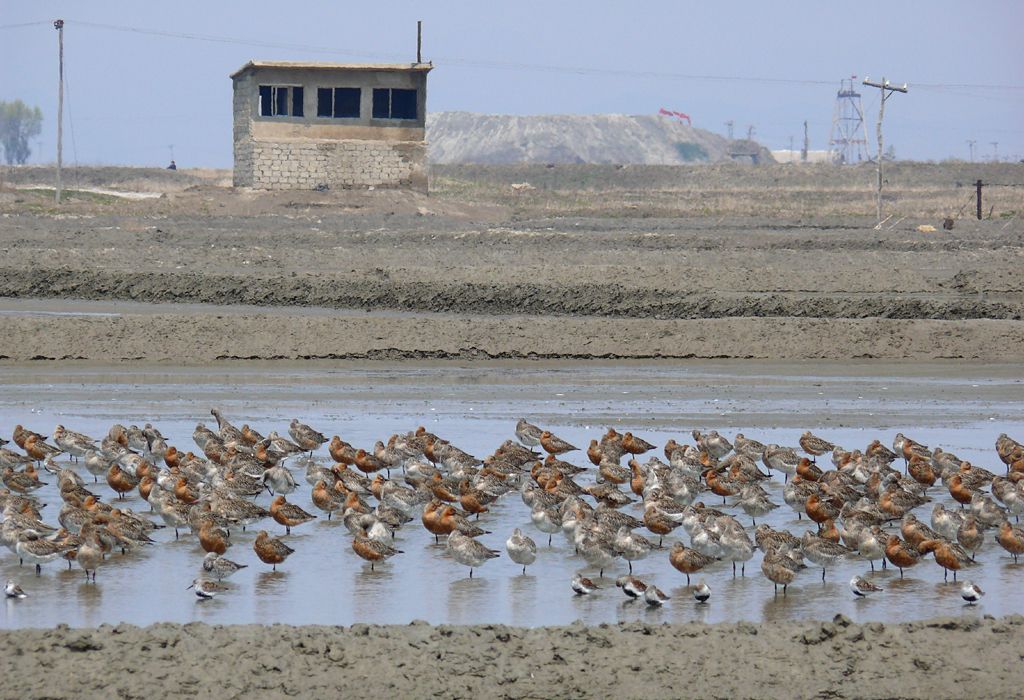 Bar-tailed godwits and smaller dunlin roosting in a pool in North Korea