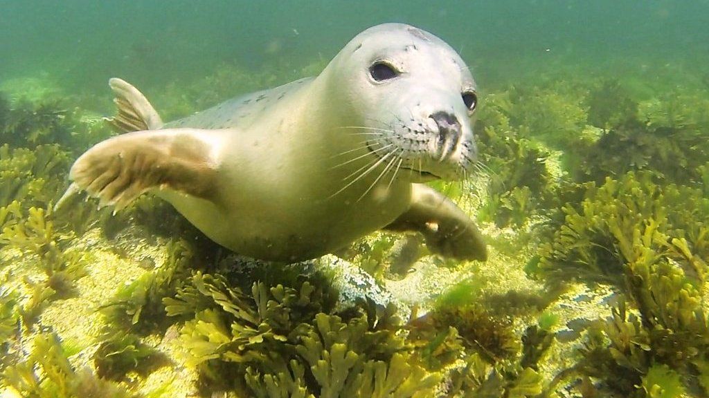 New films from Newcastle University show us for the first time what grey seals get up to underwater.