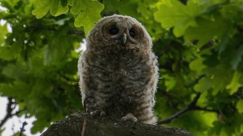 Fluffy owlet in a tree