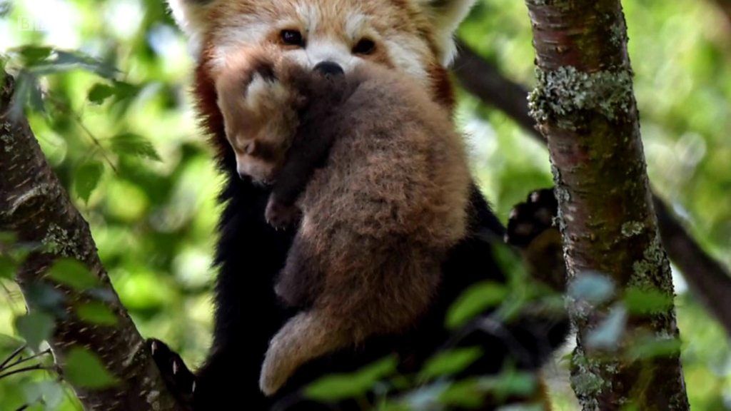 Belfast Zoo celebrates birth of endangered red pandas BBC News