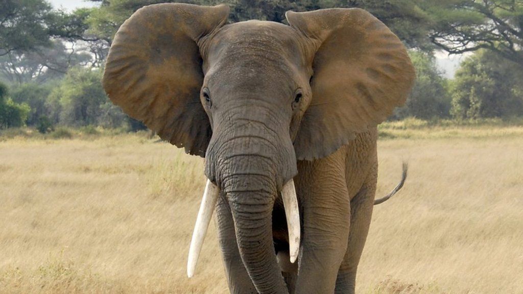 Elephant in the Amboseli National Park in Kenya