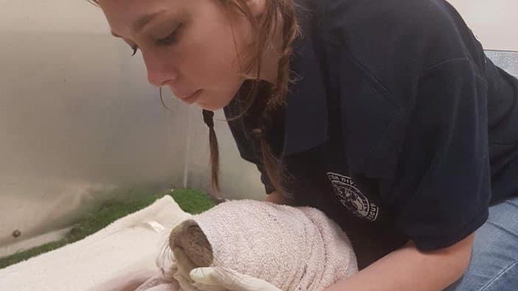 Sarah Neill and a rescued seal.