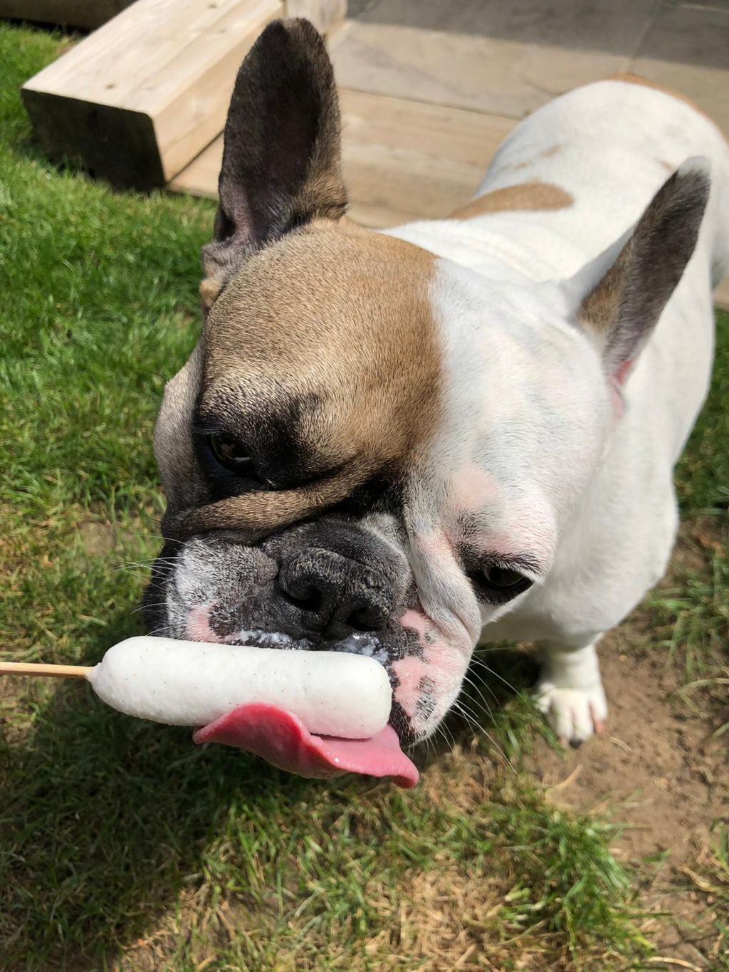 A dog eating an ice lolly