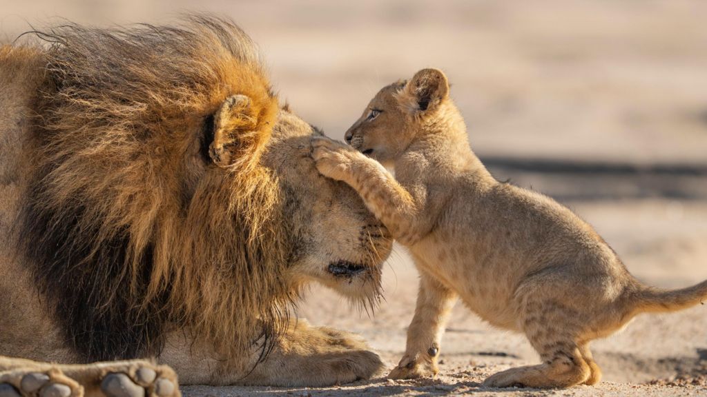 A father lion patiently playing with his young cub