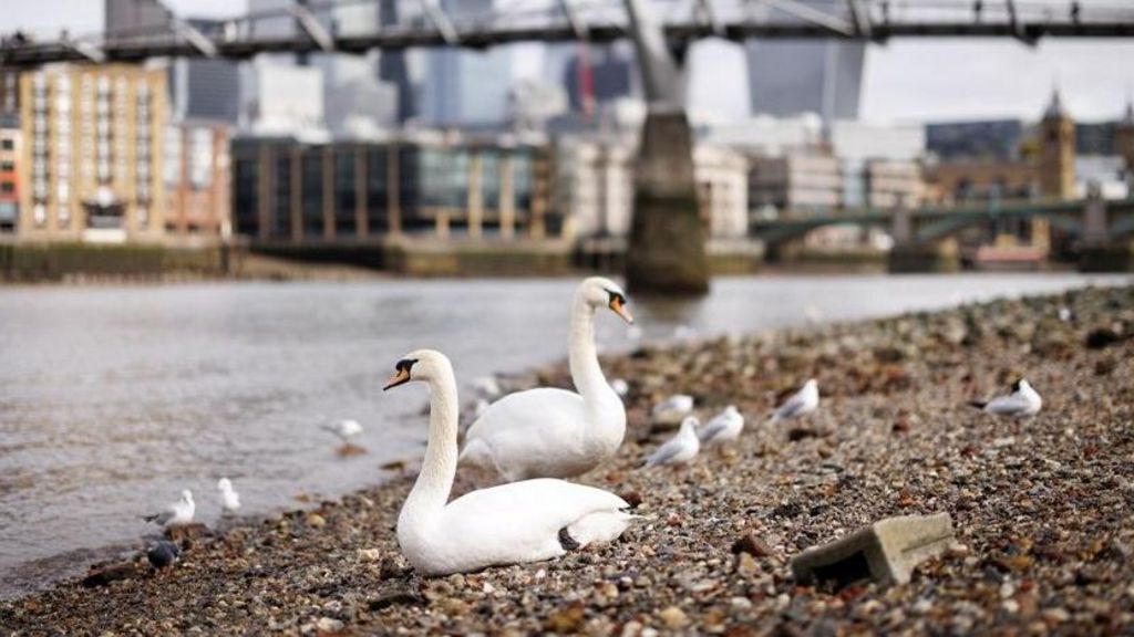 Swans sitting on a pebbled river bank by an area of the River Thames. They are not sick - in the background is a blurry Millennium Bridge and office buildings