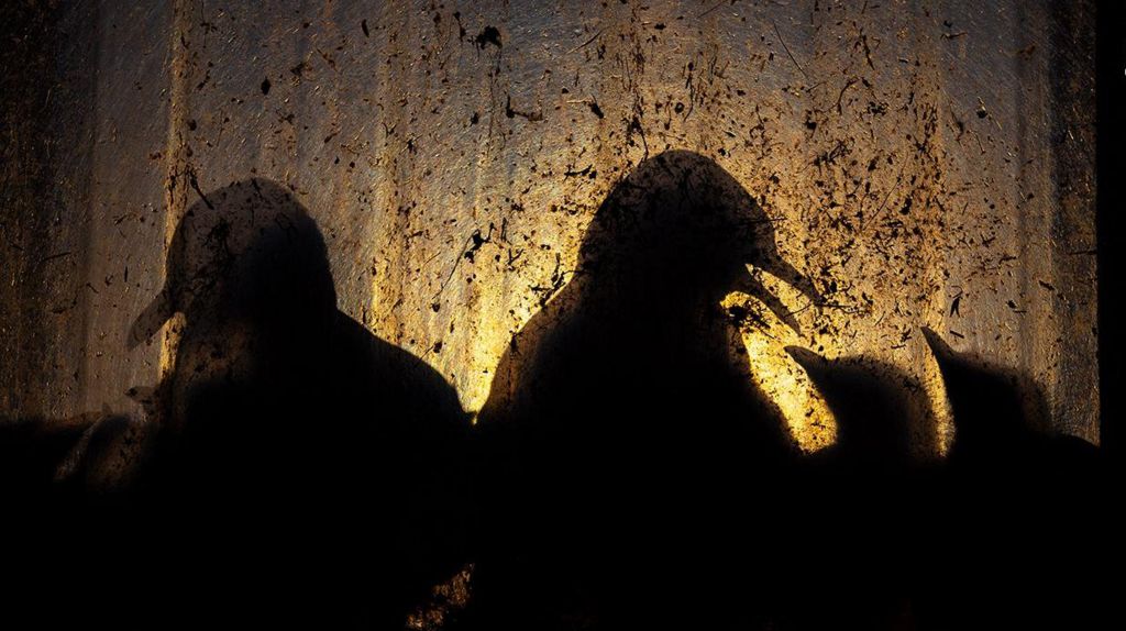  Kittiwake chicks illuminated in an abandoned factory