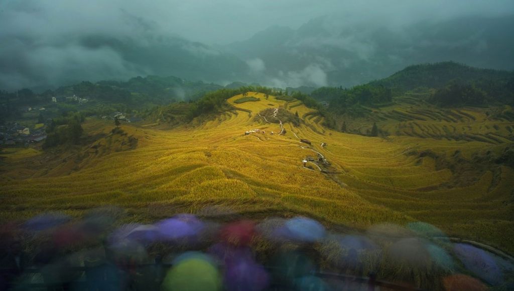Hills covered in yellow rice plants with misty clouds behind