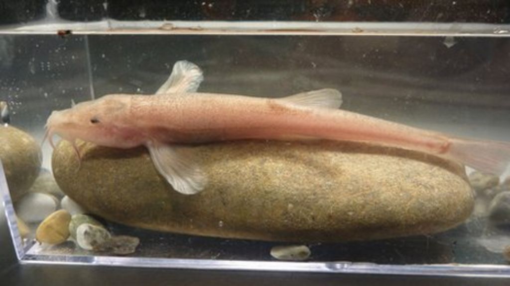 'Surprise' discovery of Europe's first cave-dwelling fish