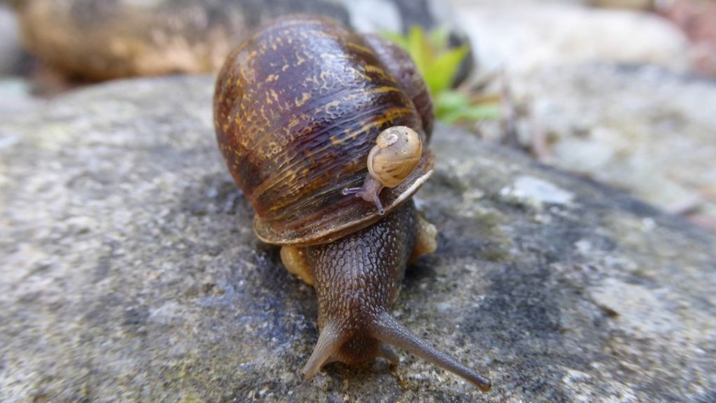 Rare 'lefty' snail left on the shelf