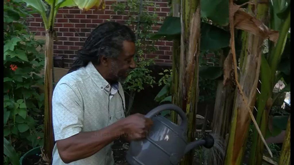 Man tending banana plants