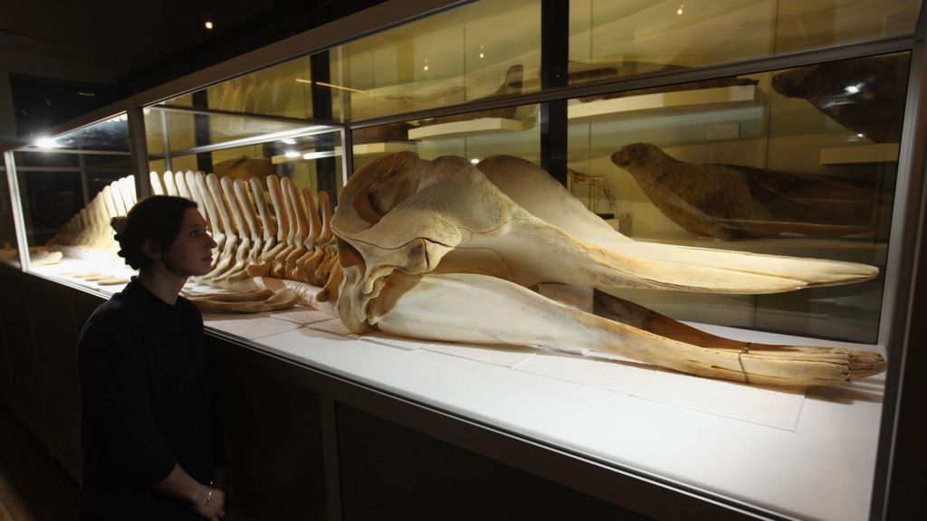 A woman stands next to a glass case containing the skeleton which contains the complete skeleton of the northern bottlenose whale