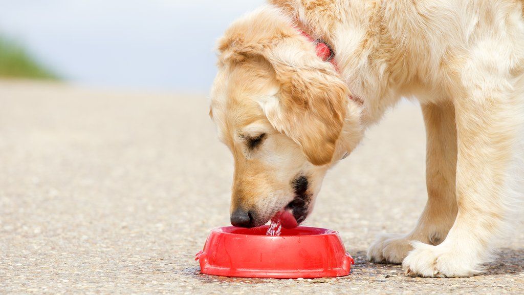chien boit de l'eau