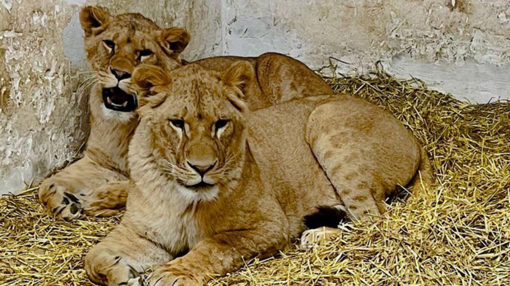 Lions Amani and Lira in sanctuary in Ukraine