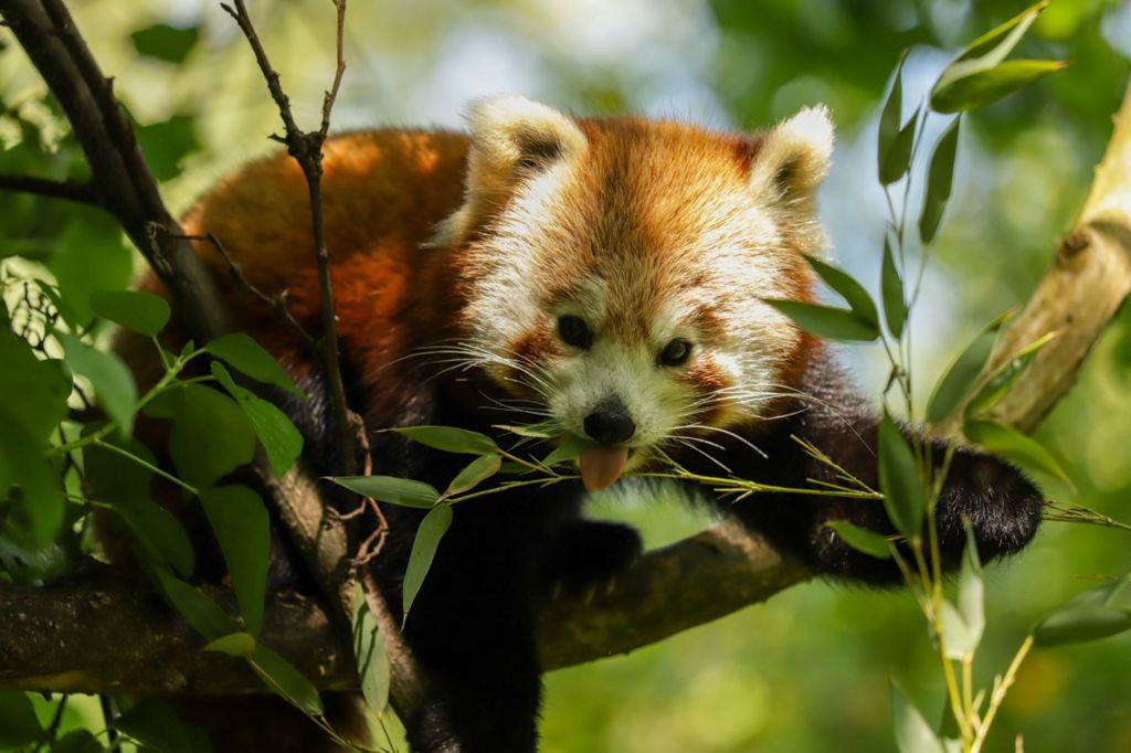 Escaped red panda seen 'ambling' down Newquay street - BBC News