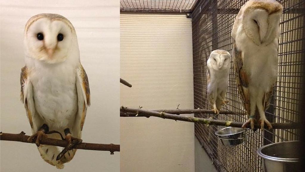 Harry Potter type owls seized by police in Lurgan - BBC News