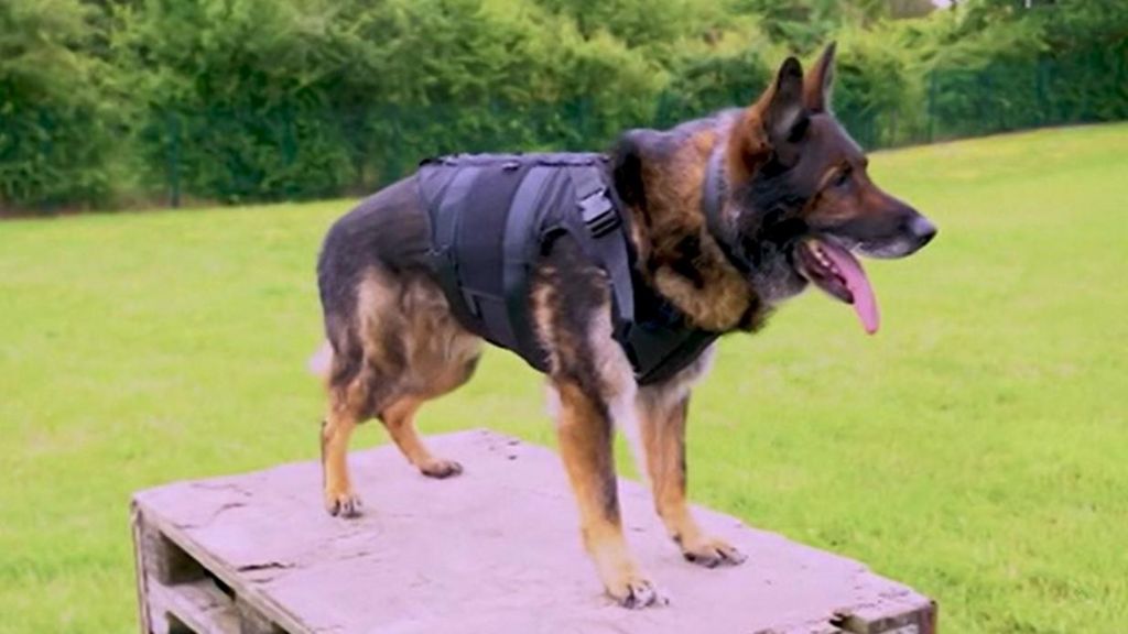Police dog wearing a protective vest