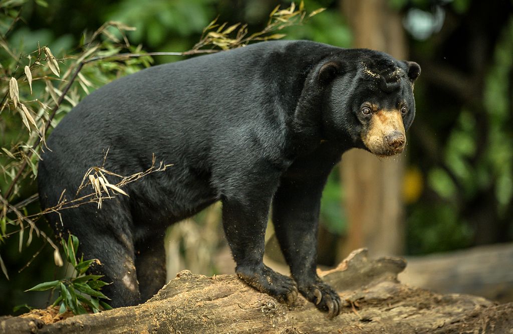 Animal count - taking stock at Chester Zoo - BBC News